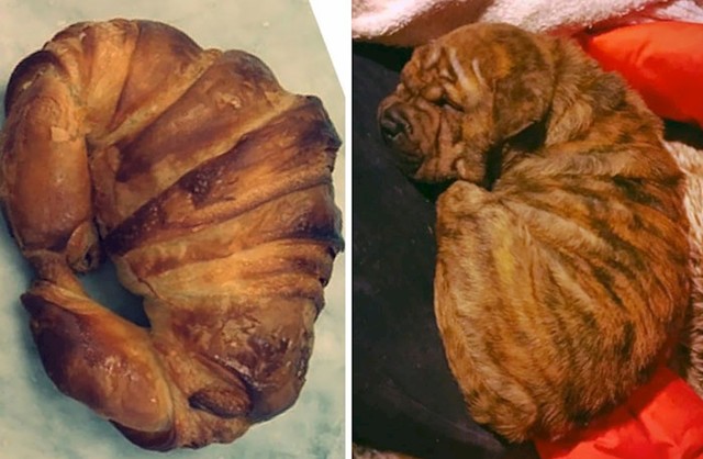 Psić kojeg možemo zamiijeniti za prepečeni kroasan
