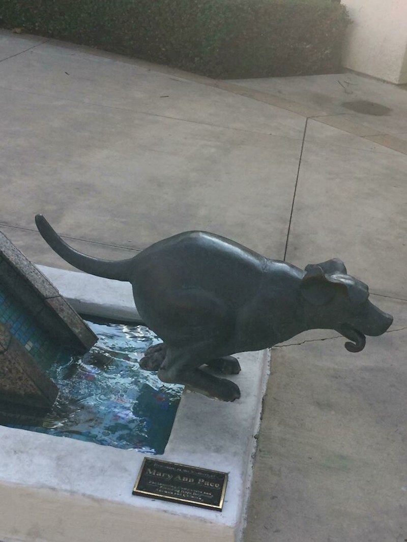 Ovaj pas je trebao izgledati kao da trči, ali izgleda kao da radi nešto drugo.