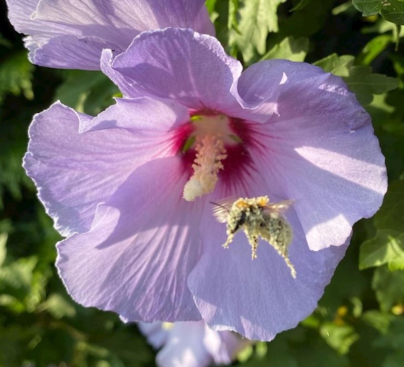 Pčela potpuno prekrivena peludi