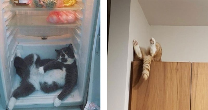 30 mačaka koje se ponašaju tako čudno da vlasnici nisu imali izbora nego ih pokazati cijelom svijetu