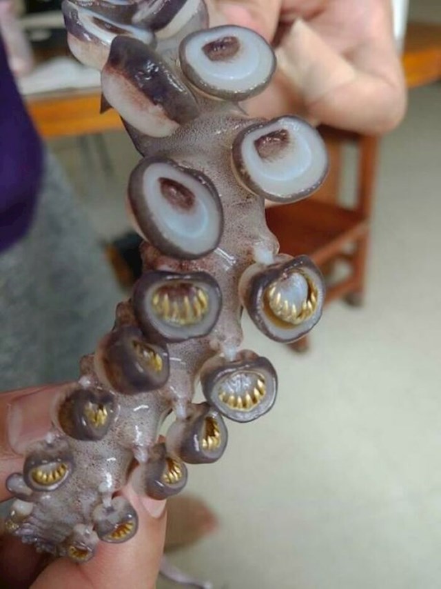 Pipci hobotnice izgledaju kao da imaju zube