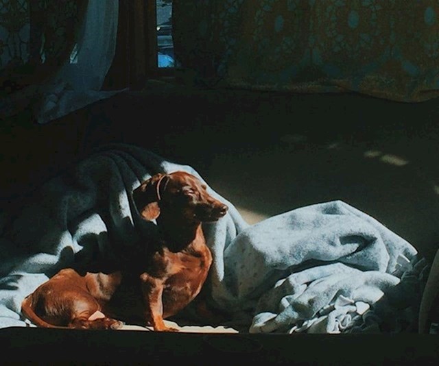 Moj pas Dexter se sunča. Mislim da ova fotografija jako podsjeća na sliku.