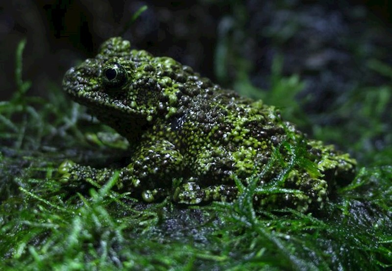 Žaba se prerušila u mahovinu