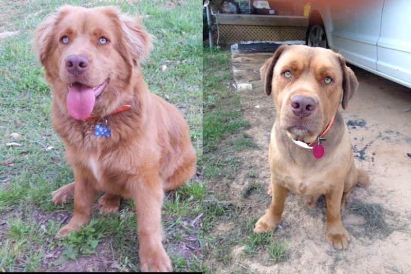 Pas koji mijenja pasminu kad mu se skine dlaka