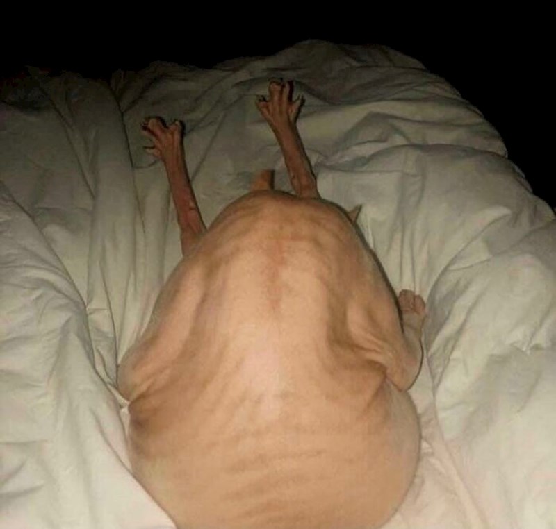 Za ovo mi je predugo trebalo da shvatim da se radi o maci bez dlaka