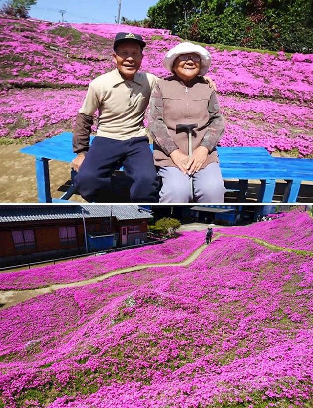 Ovaj čovjek je proveo dvije godine sadeći tisuće mirisnih cvjetova za svoju slijepu suprugu kako bi ih mogla osjetiti da je izvuče iz depresije