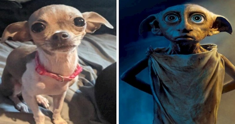 Psi koji neodoljivo podsjećaju na nešto drugo