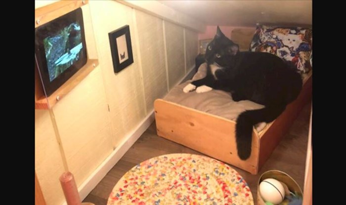 Upoznajte mačku koja ima svoju sobu s krevetom, slikama na zidu i vlastitim televizorom
