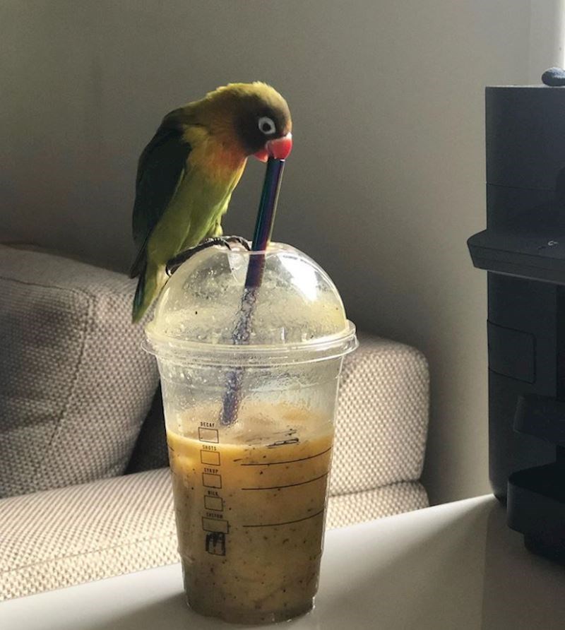 Uhvatio sam papigu kako mi krade smoothie