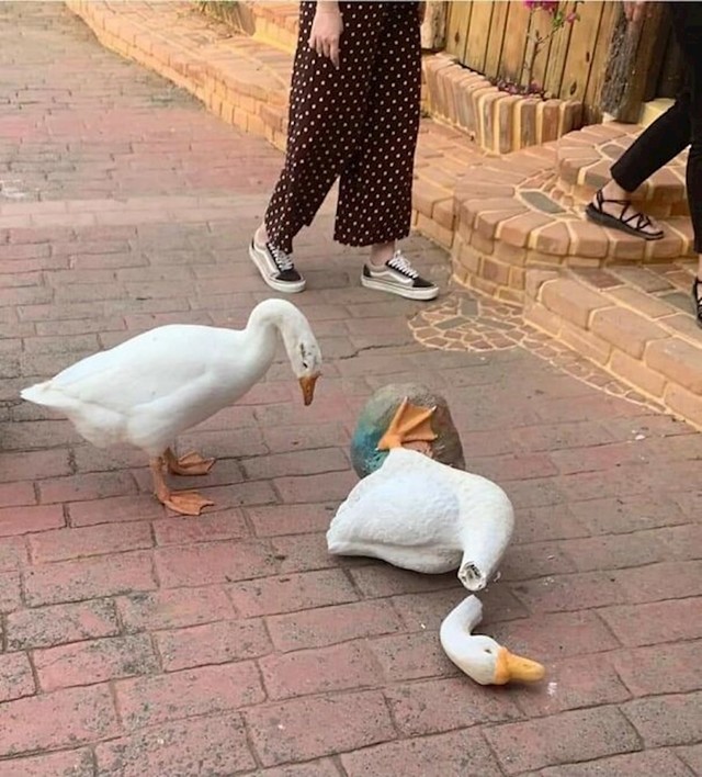 NEEEEEEEEEEEEEEEE!!