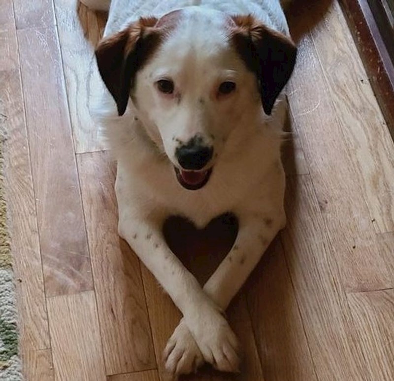 Pas mi izjavljuje ljubav