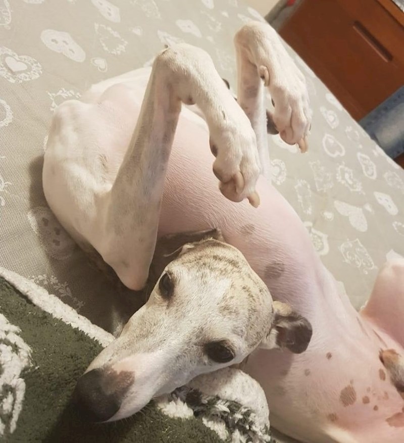 Neka netko sastavi ovog psa natrag!