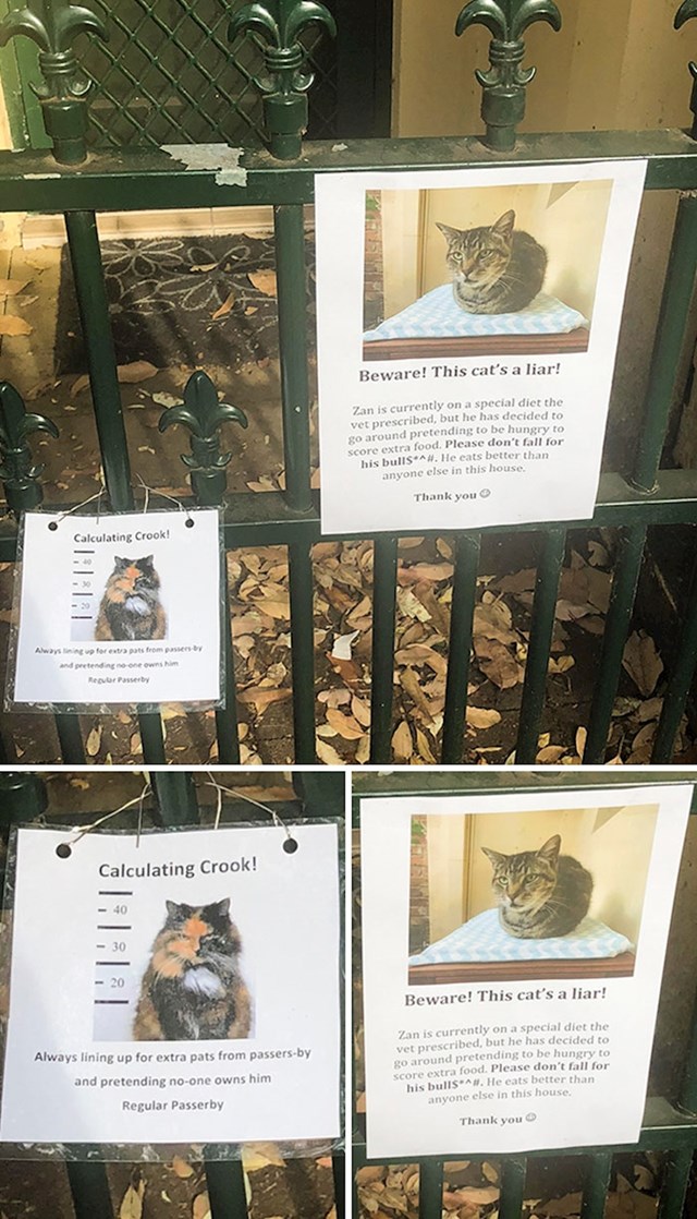 Oprez! Ovaj mačak je lažljivac! Trenutno je na popsebnoj dijeti koju mu je veterinar prepisao, ali je odlučio ići okolo, praviti se gladan i žicati hranu. MOlim vas nemojote nasjesti na njegovu prevaru, jede bolje od svih nas ukućana.