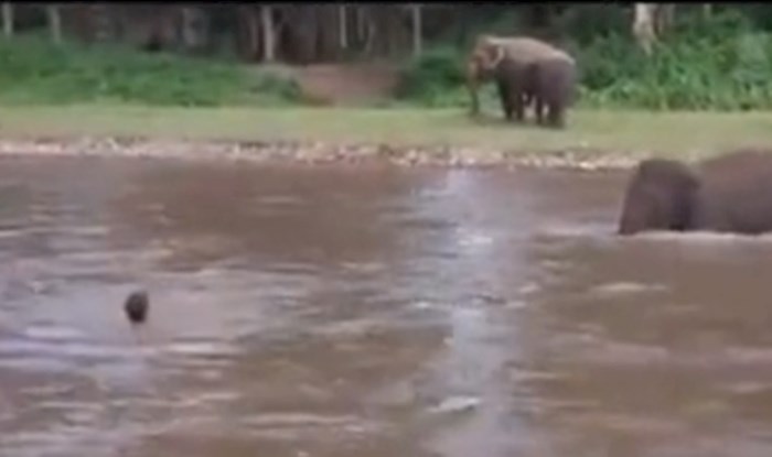 Nevjerojatna snimka: Slon je mislio da se čovjek utapa, nitko nije mogao vjerovati što je napravio