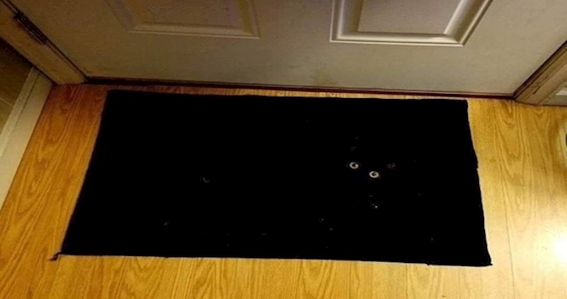 Na ovim fotografijama nalazi se 16 životinja, izazivamo vas da ih sve pronađete