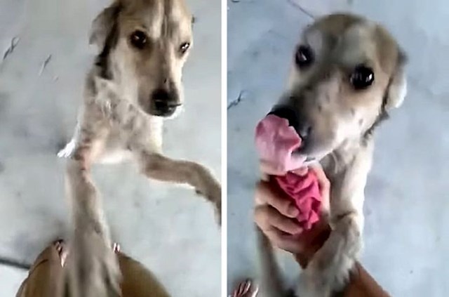 Ovaj je pas nestao prije nekoliko mjeseci. Bila je zaprepaštena kad ju je njezin vlasnik napokon pronašao.