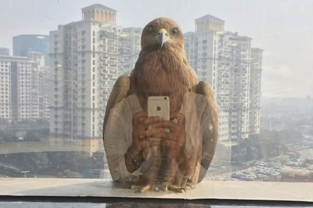 Ptica radi selfie?
