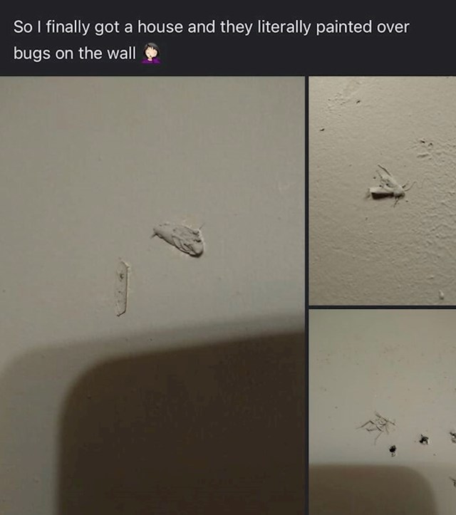 Majstor je obojao zidove preko insekata