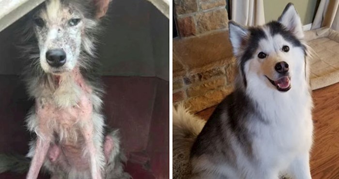 Ljudi dijele fotke svojih pasa prije i nakon udomljavanja. Genijalne su!