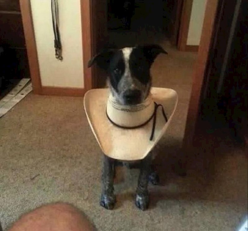 Kad ti se čini previše plaati za ovratnik protiv češanja, onda ga osmisliš sam