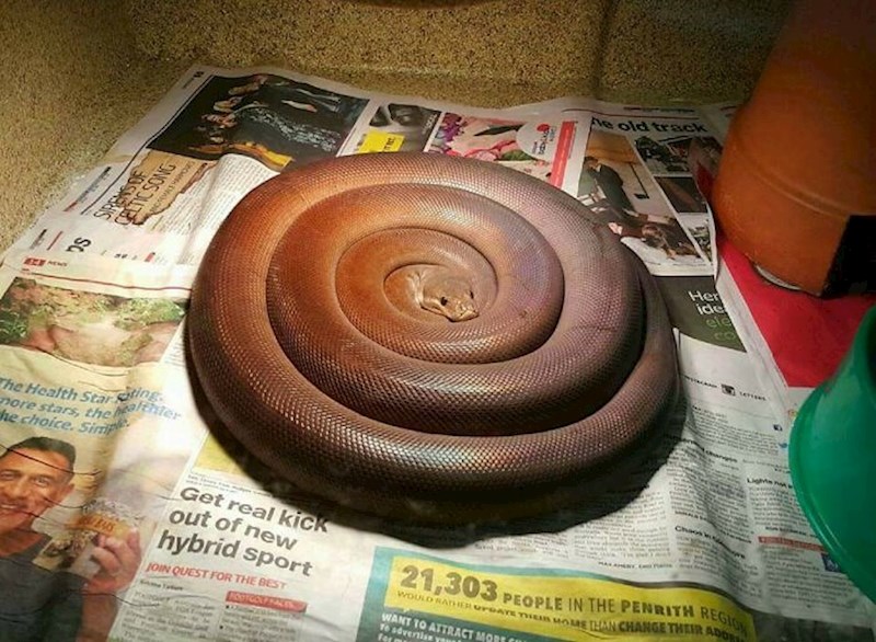 Pecivo? Ne, ipak zmija