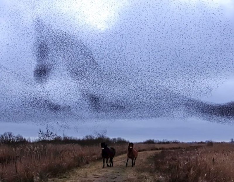 Ptice u letu su se formirale u obliku galopirajućeg konjna, a sve to baš dok lete iznad dva takva konja