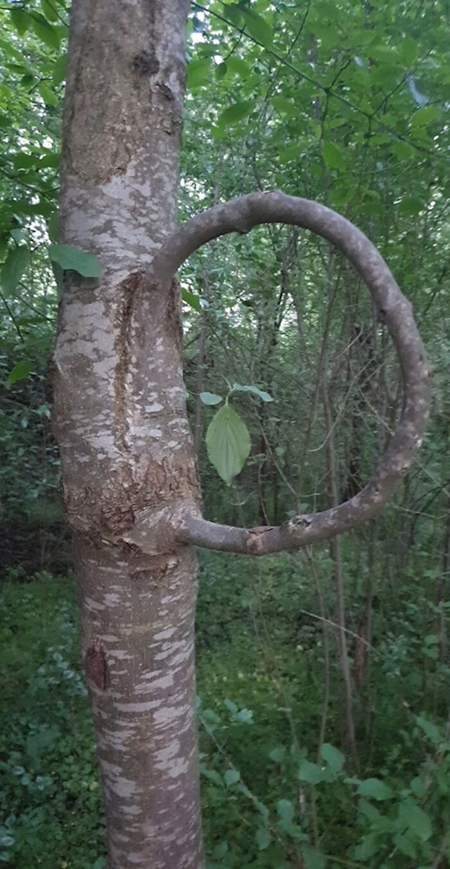 Tip je u šumi pronašao drvo koje raste u samo sebe