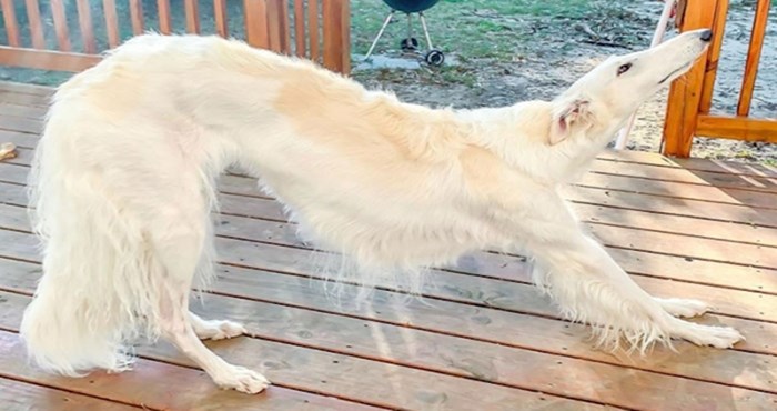 Upoznajte psa s najdužom njuškom na svijetu koji ima više od 300 tisuća pratitelja na Instagramu