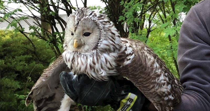 Video koji će vam popraviti dan: Sovu u Zagrebu su napale vrane, pogledajte snimku spašavanja