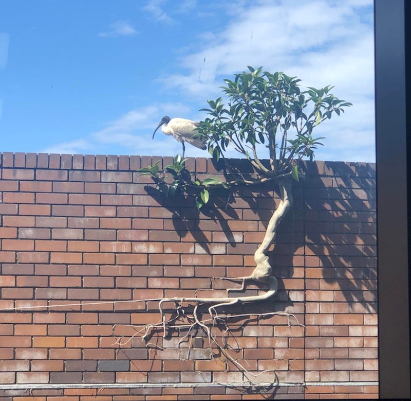 Ovo stablo kompletno raste po zidu