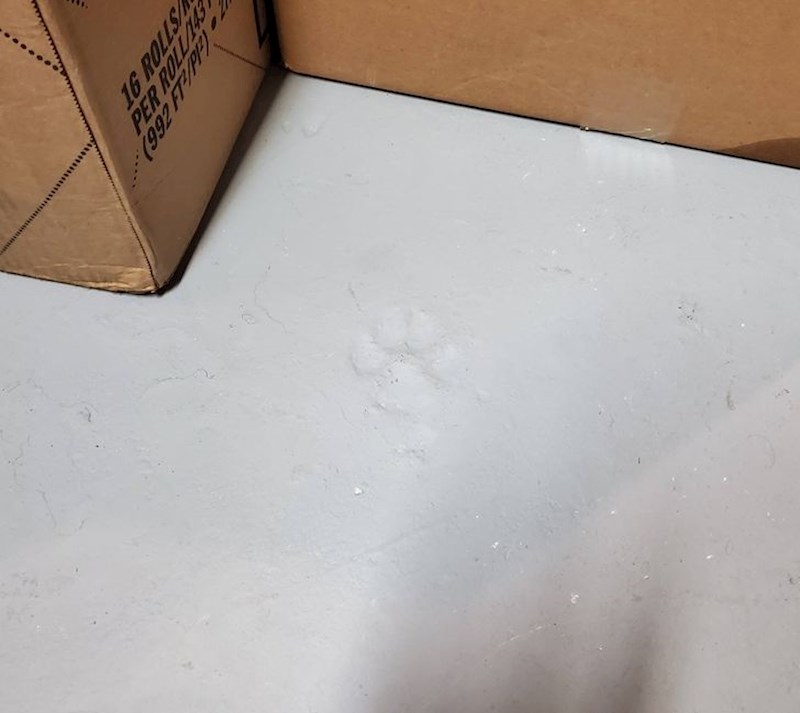 Ova kuća, sagrađena oko 1900. godine, na cementnoj ploči u podrumu ima otisak šape nekog psića