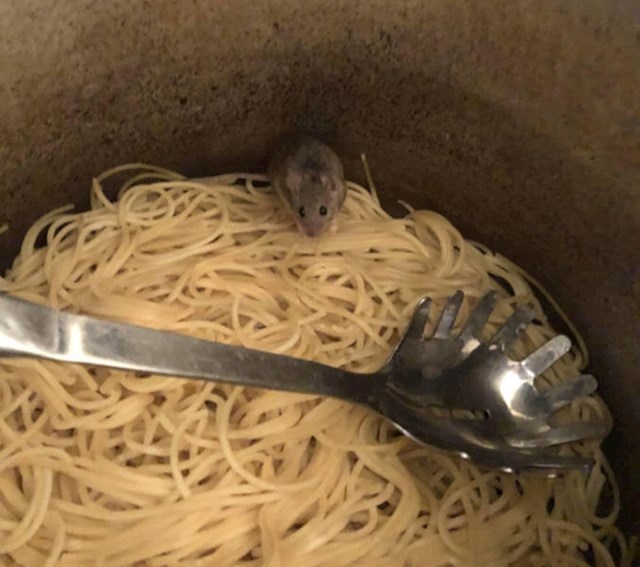 Došao sam gladan s posla i kad sam išao jesti, ugledao sam miša