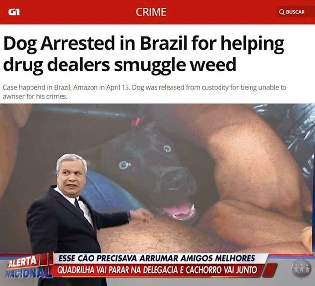 Pas je uhićen zbog pomaganja dilerima da prošvercaju marihuanu