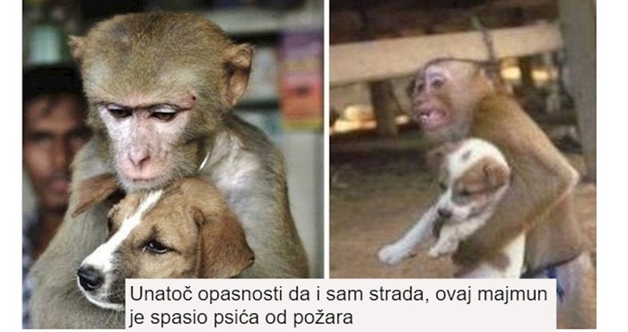 15 fotki koje će vam vratiti vjeru u svijet