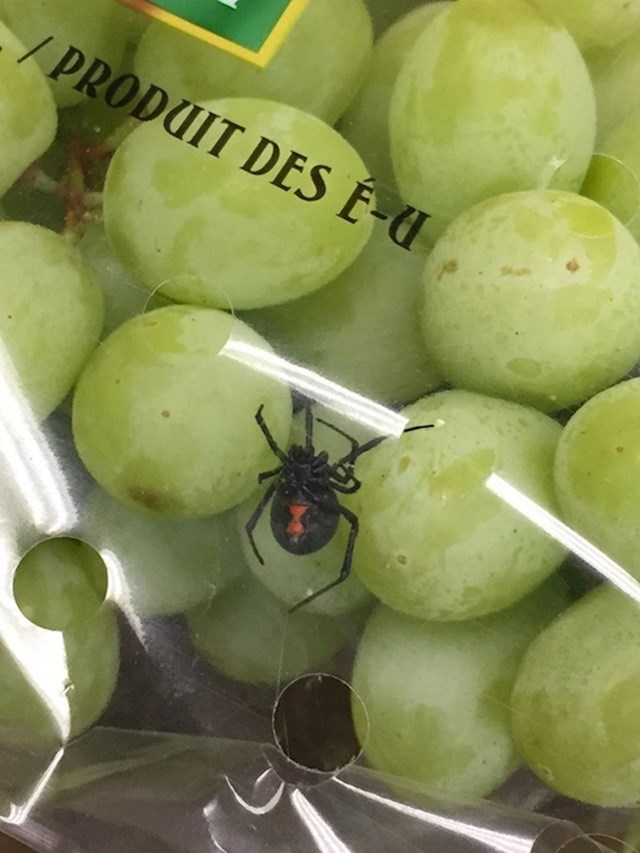 "U kupljenom grožđu sam našao crnu udovicu. Toliko o pesticidima i sličnim dodacima."