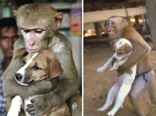 Unatoč opasnosti da  i sam strada, ovaj majmun spasio je psića od požara