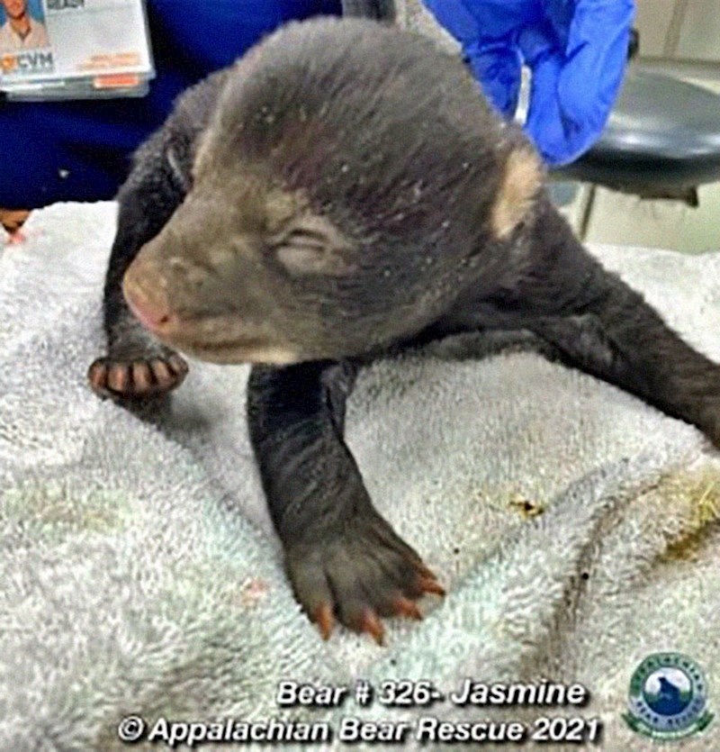 No, suprotno svim očekivanjima, mama medvjed se vratila!