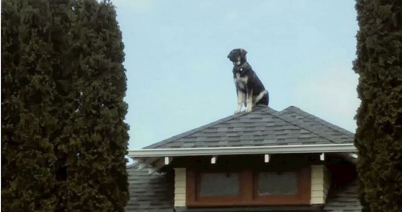 Što nije u redu s njima? Psi koji su se malo "pokvarili"