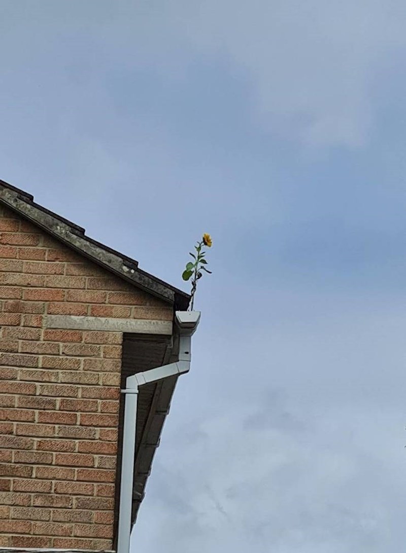 Cvijet koji je izrastao na stvarno nevjerojatnom mjestu