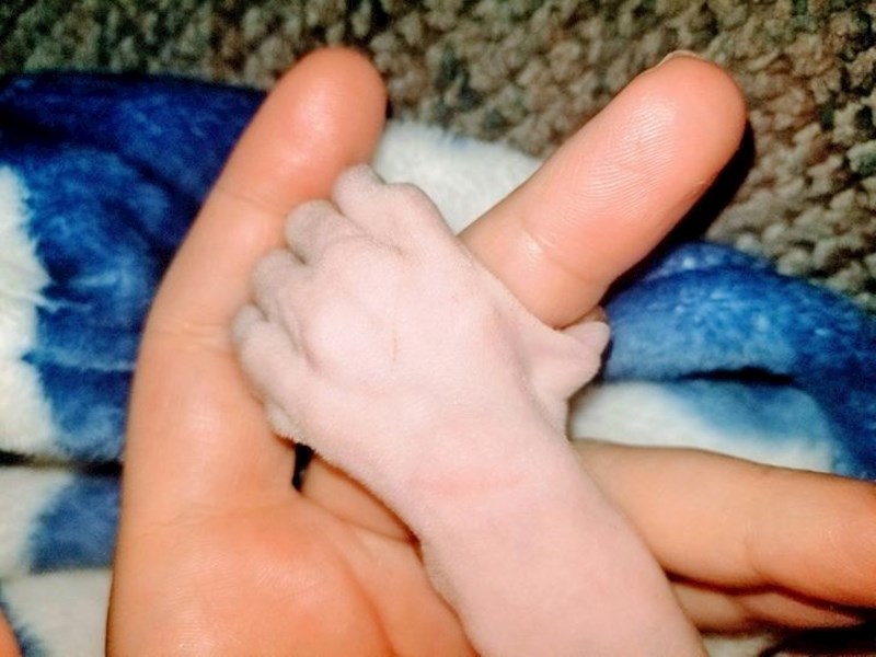 Ova šapa je više kao ruka iz horora