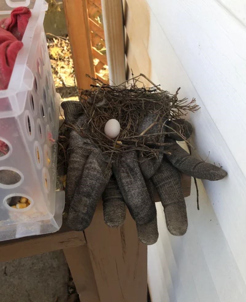 Ostavila sam rukavice u vrtu preko noći