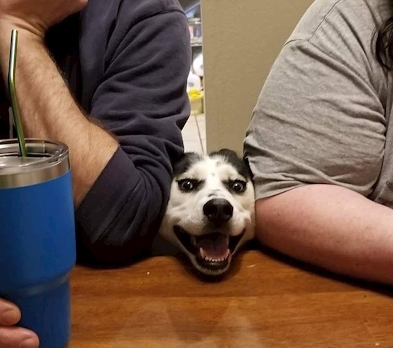 Moj pas obožava kad idemo kod mojih roditelja