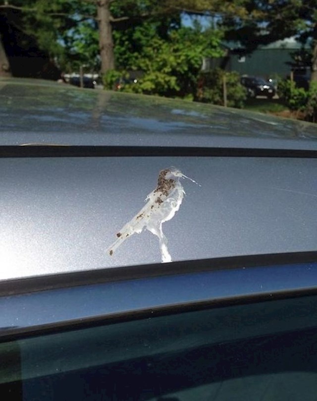 Ova ptica je toliko iskusna u ostavljanju pozdrava po automobilima da ih sad radi u obliku autoportreta