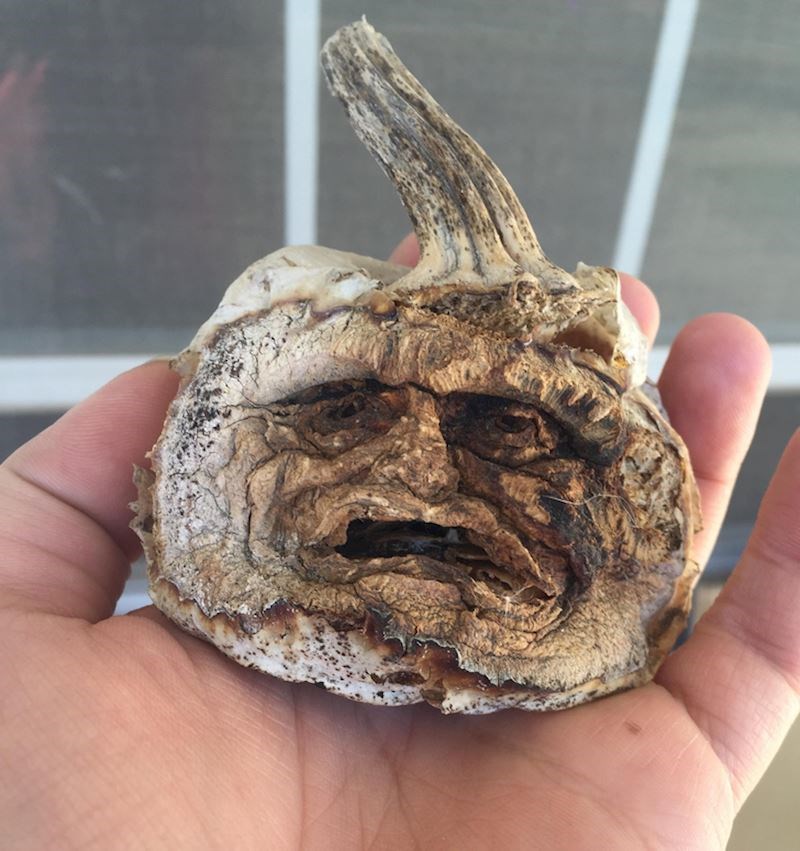 "Bundeva koju je izrezbarila moja supruga nakon 3 godine"