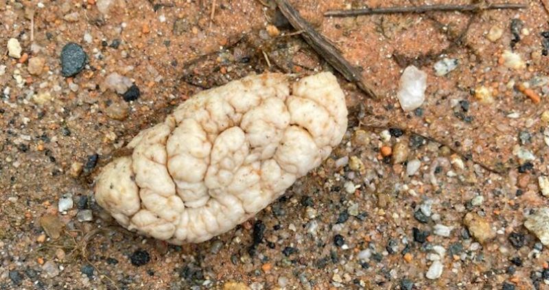 10 ljudi koji su pronašli prečudne stvari, a internet im je otkrio što su zapravo našli