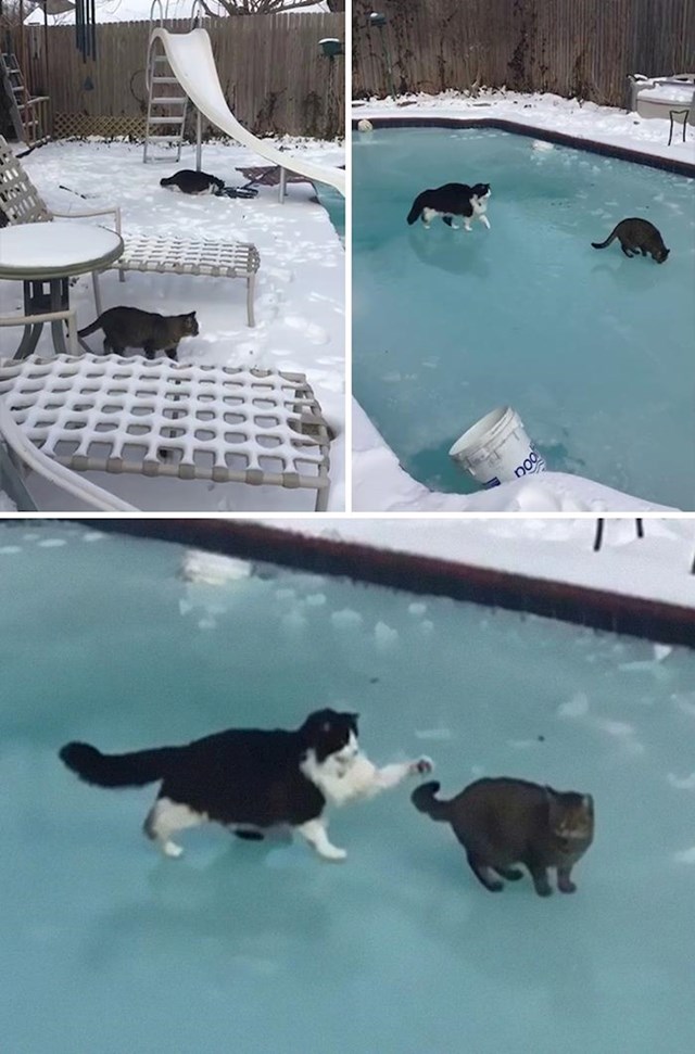 Mace se ne mogu načuditi kako sad hodaju po bazenu