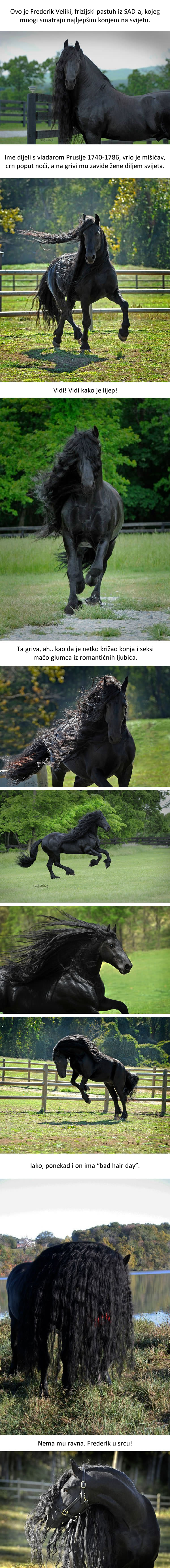 Upoznajte Frederika Velikog, najljepšeg konja na svijetu