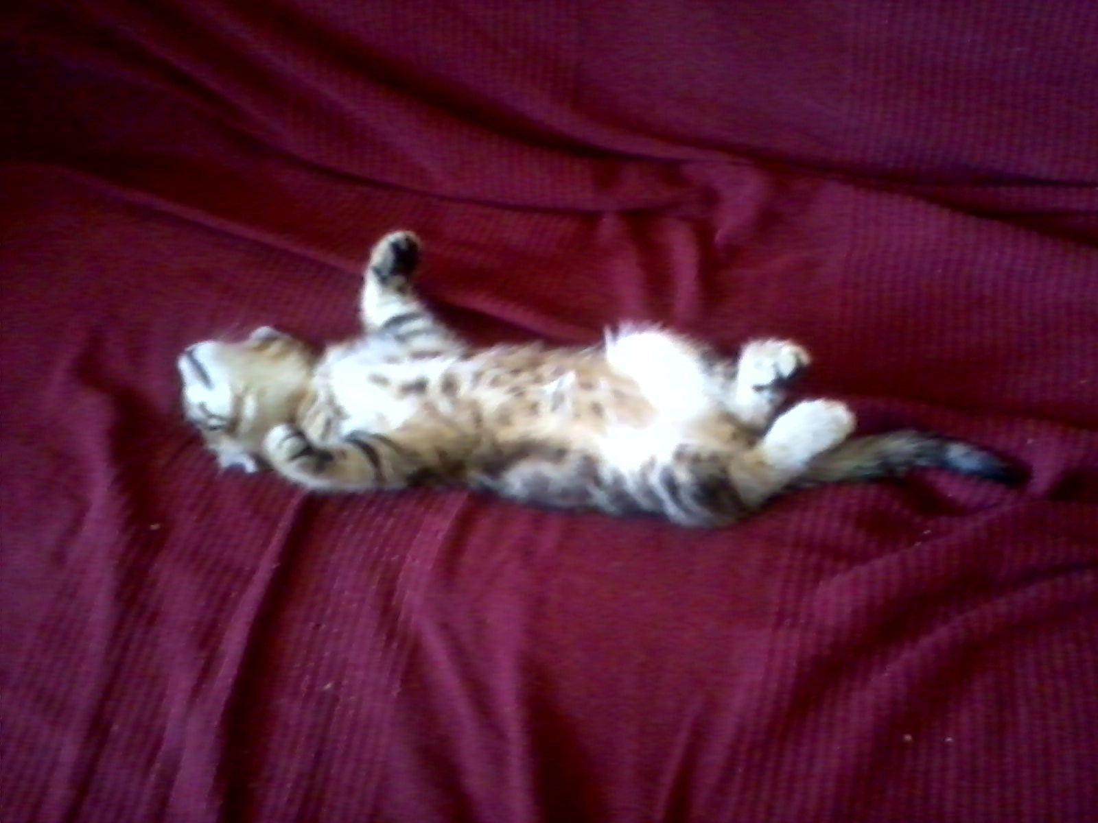 Maca spava. Psssssst