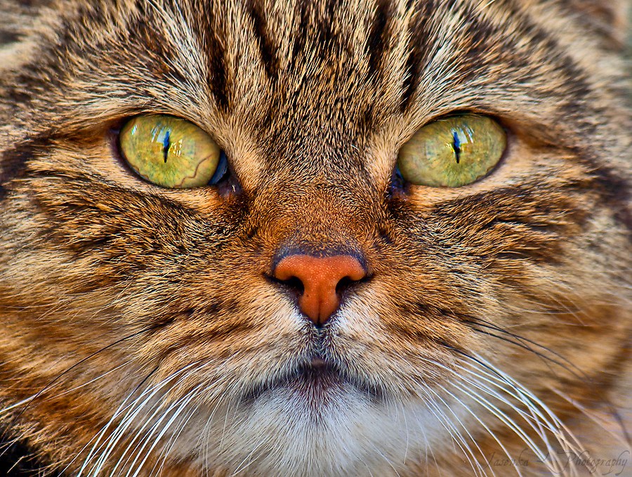 Tigar - mačak i pol :)