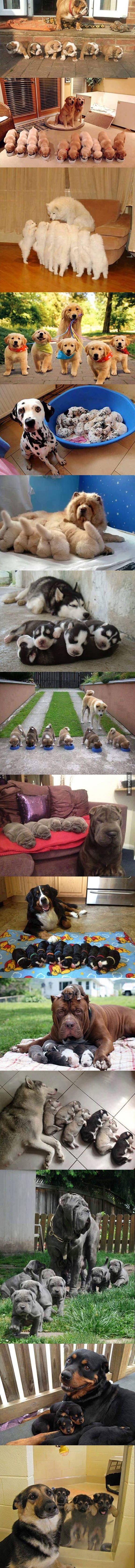 Najljupkije male pseće obitelji